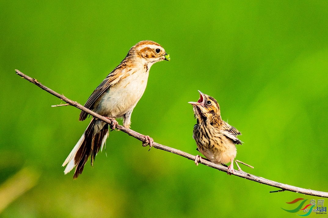 ����ʯͷ  ��ʦ�����ڼ���ʡ�׳��д���.jpg