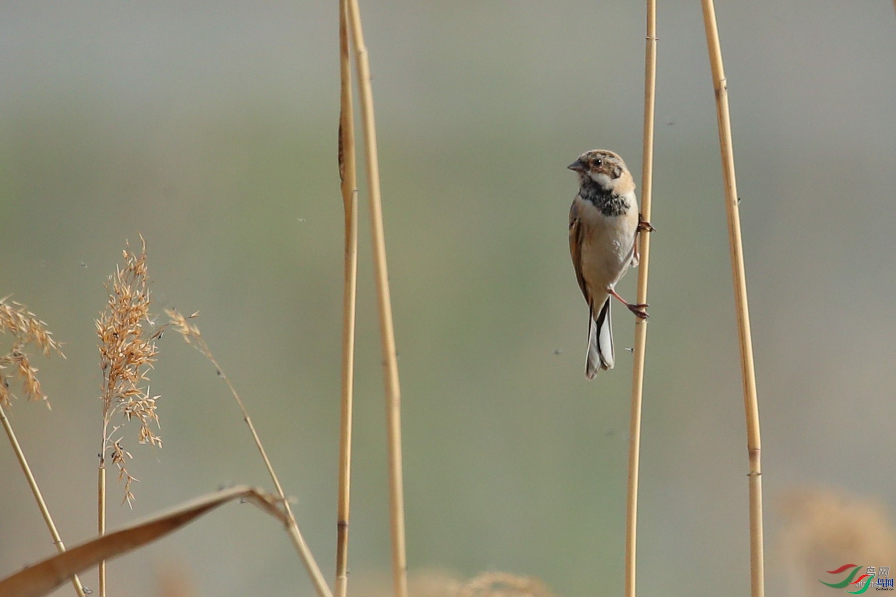 �Ϸ���-tom  ��ʦ�����ںӱ�ʡʯ��ׯ��.jpg