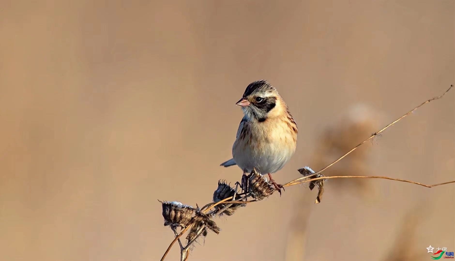 ������Զ  ��ʦ����������ʡ�����з�����.jpg