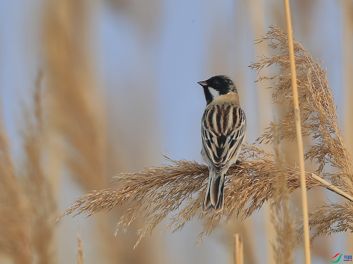 �ǲ�  ��ʦ�����ںӱ�ʡʯ��ׯ��.jpg