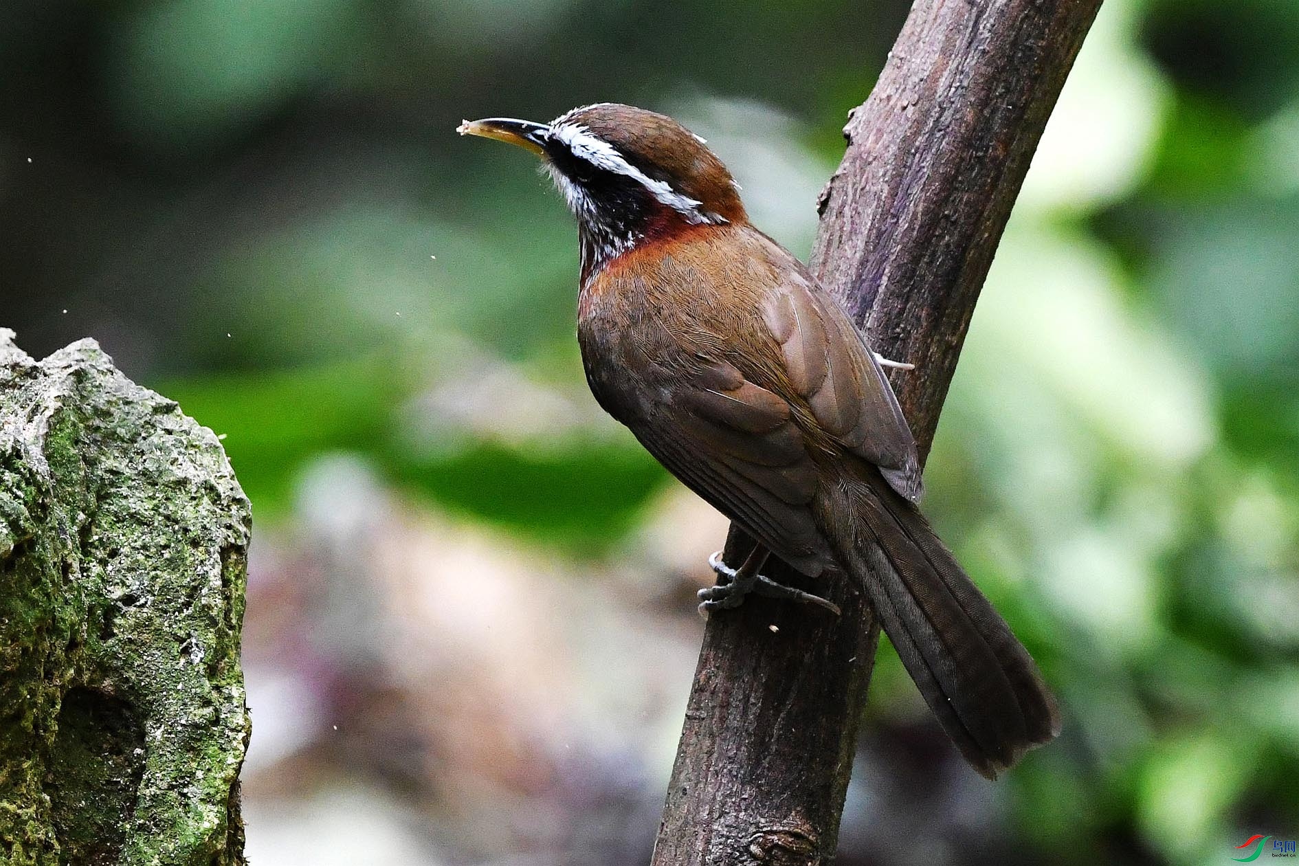 NIKON D5001645_����.jpg