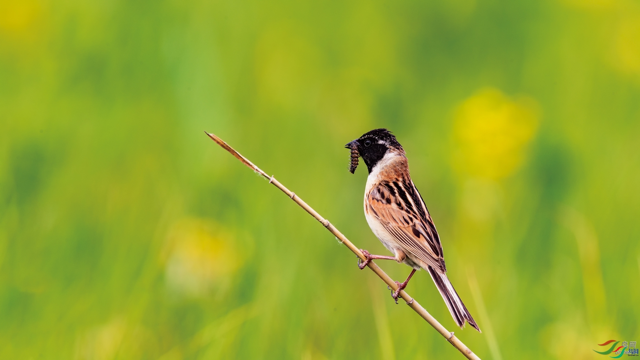 ���컢FTH  ��ʦ����.jpg