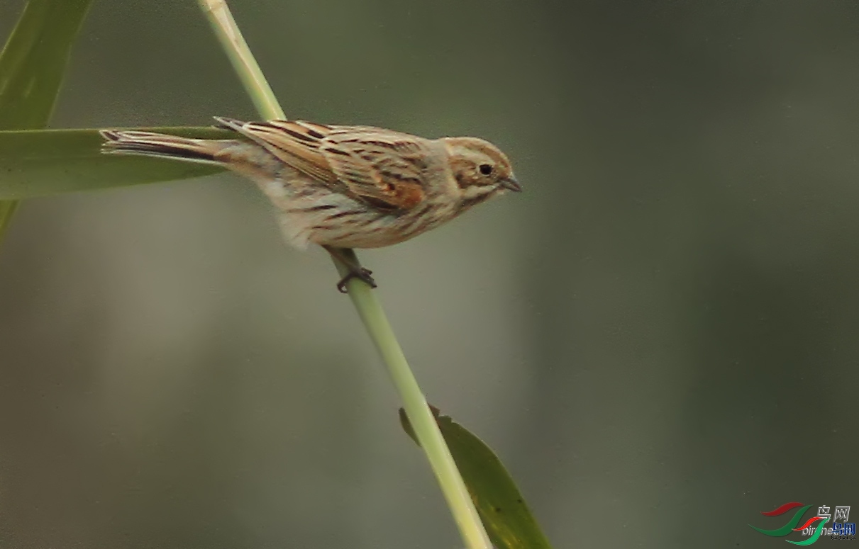 ����09  ��ʦ�����ڱ����в�ƽ��.jpg