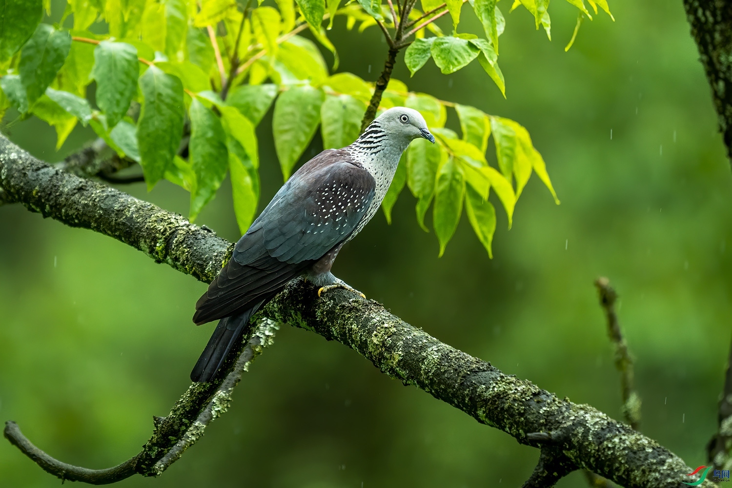 雨中的点斑林鸽你见过吗