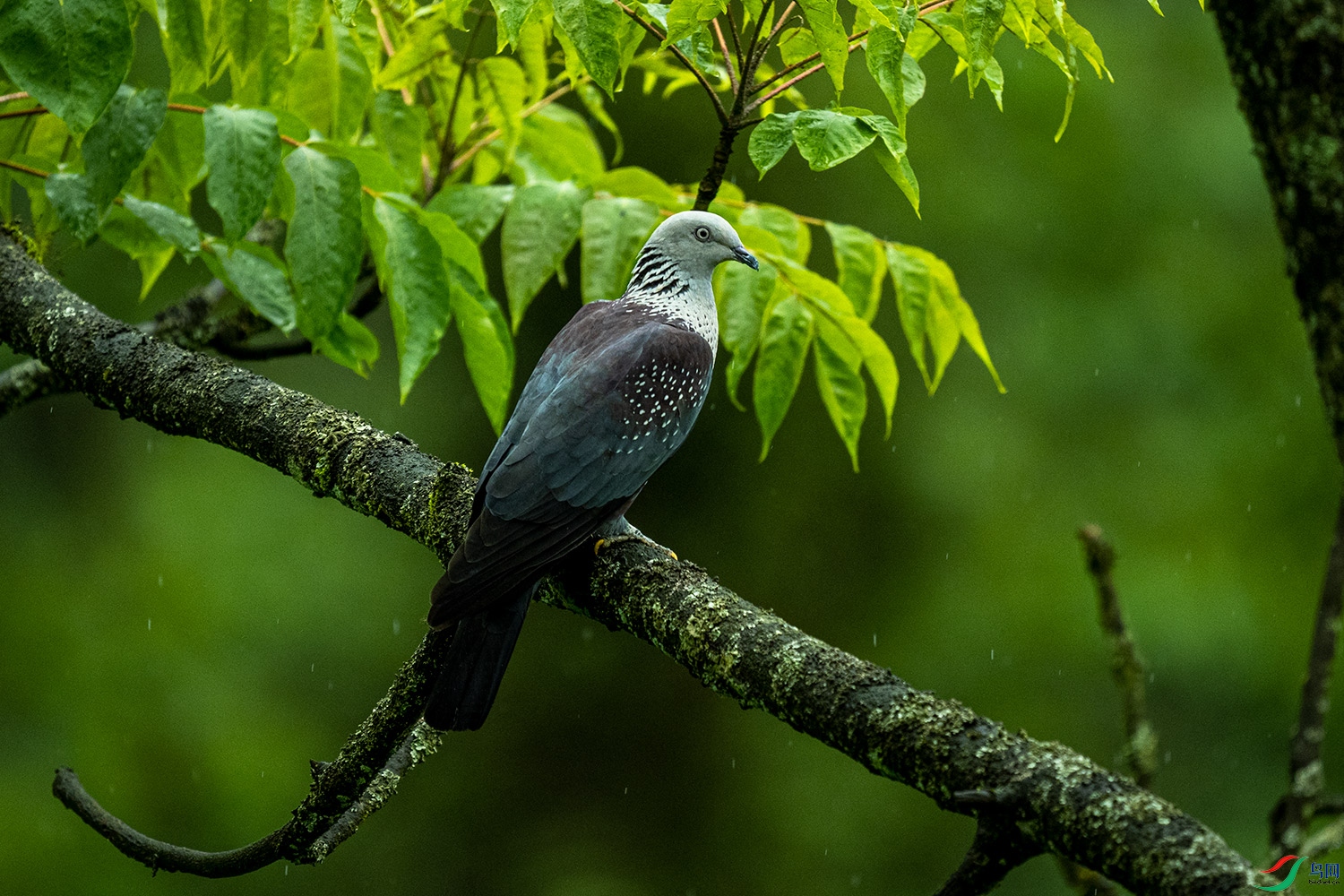 雨中的点斑林鸽你见过吗