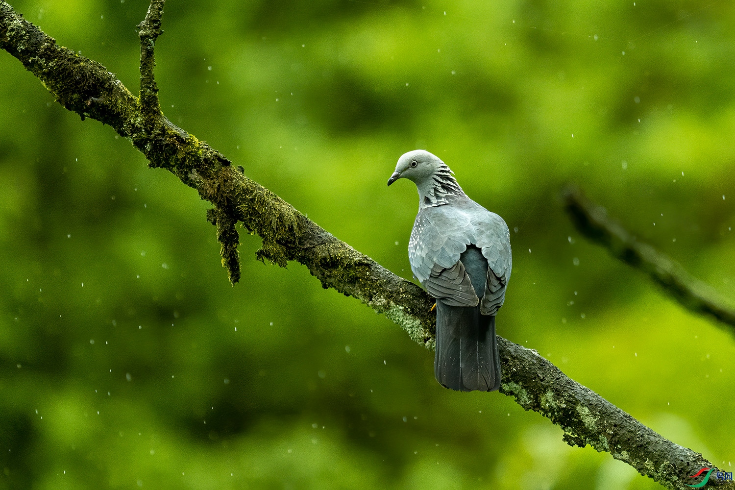 雨中的点斑林鸽你见过吗