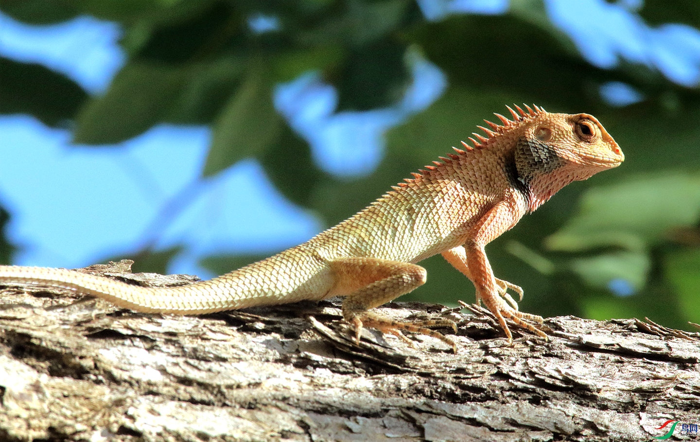 树蜥