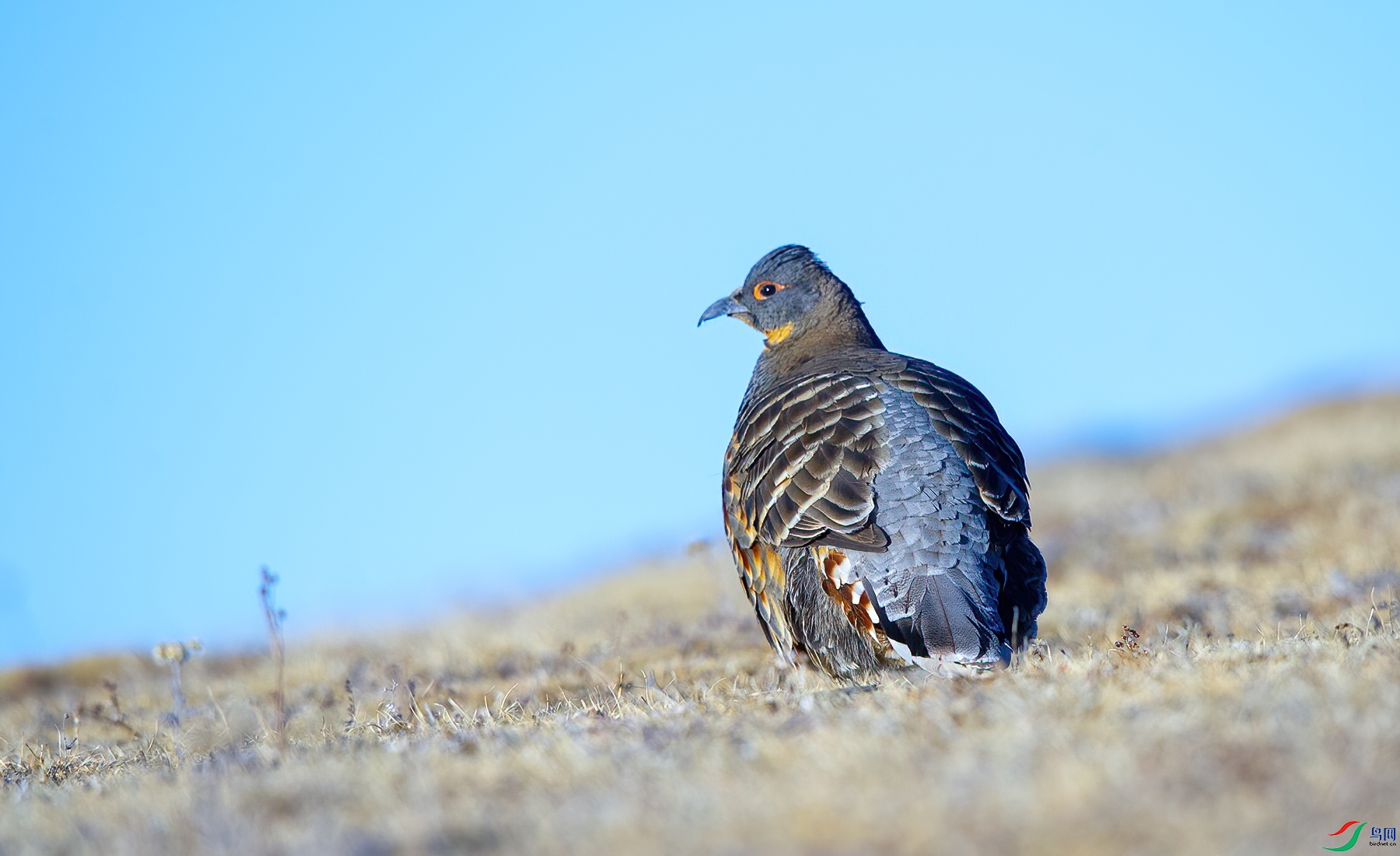 DSC_7685.jpg