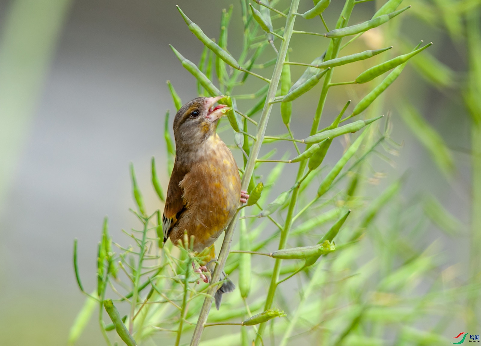 D3S_0448.jpg
