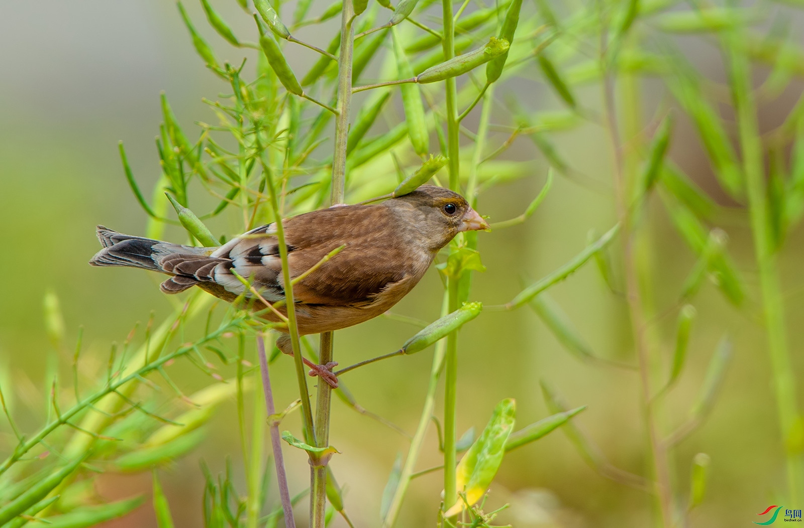 D3S_0420.jpg