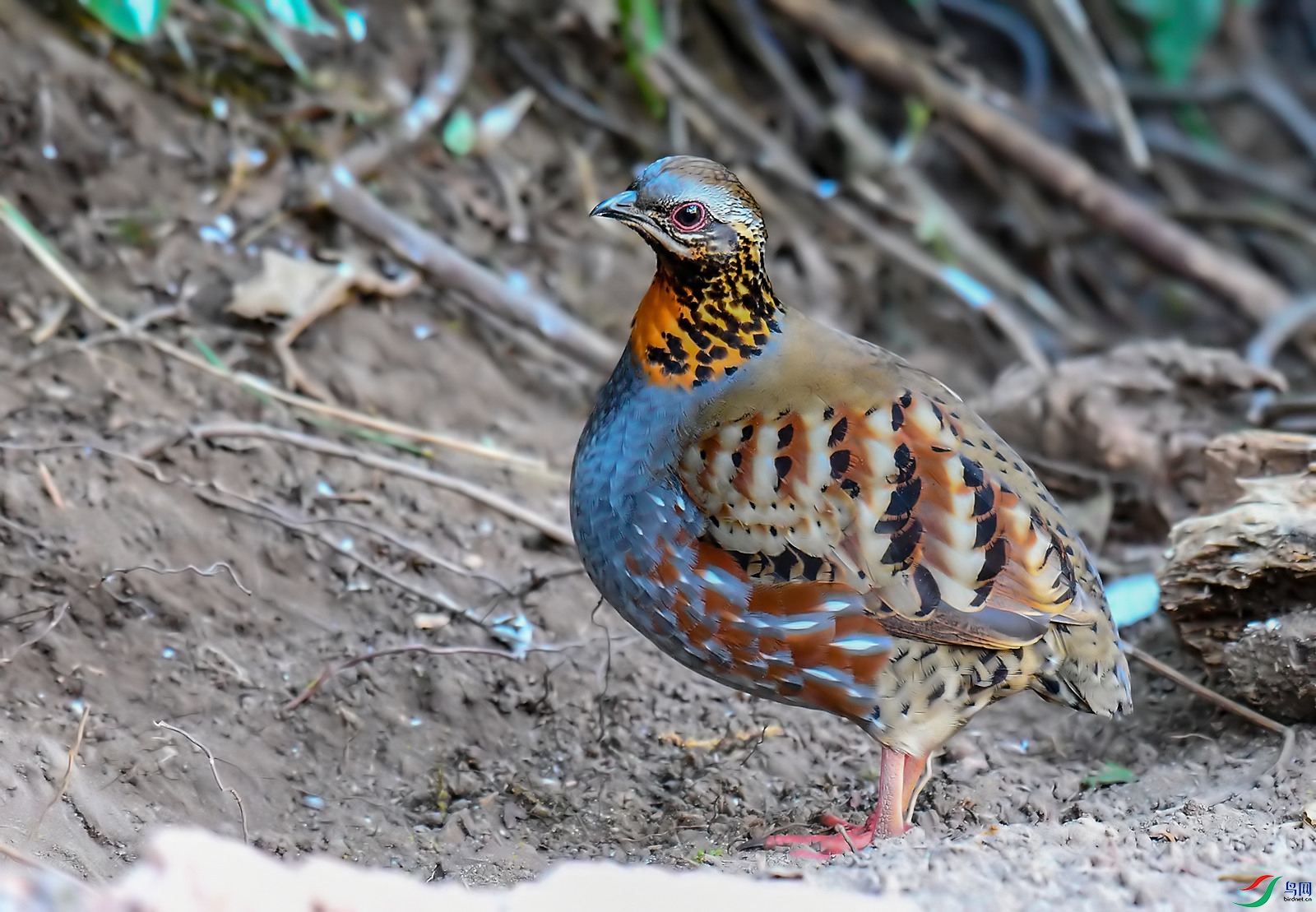 DSC_0172.jpg