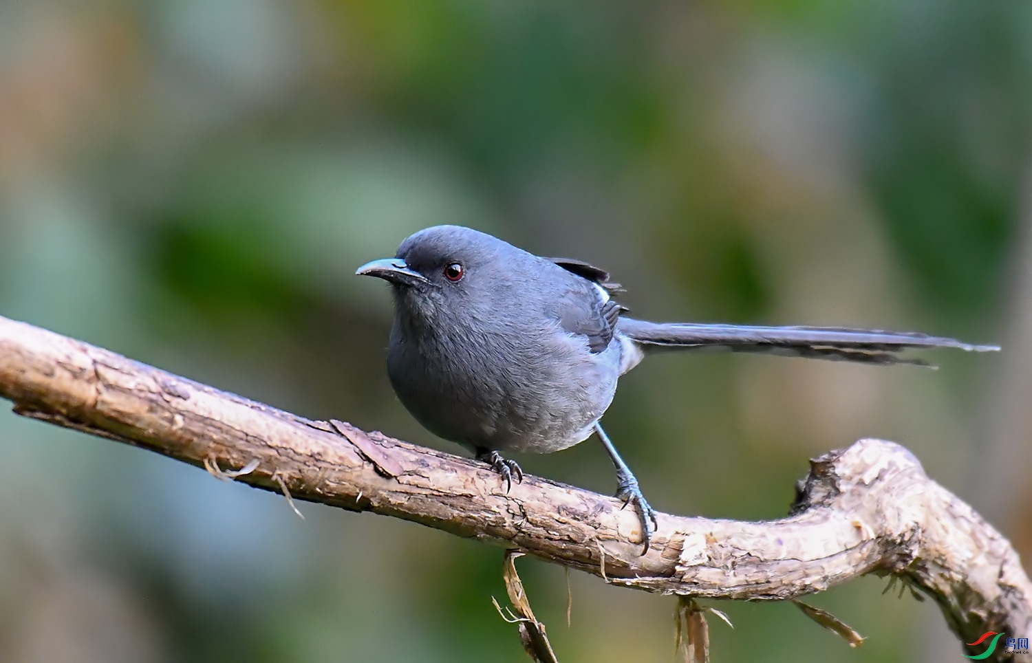 DSC_1113.jpg