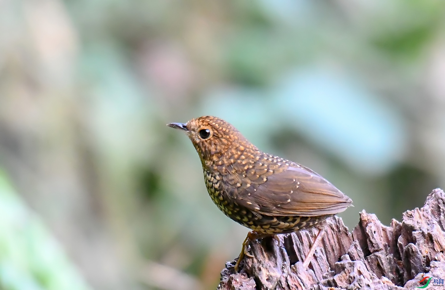 DSC_1142.jpg