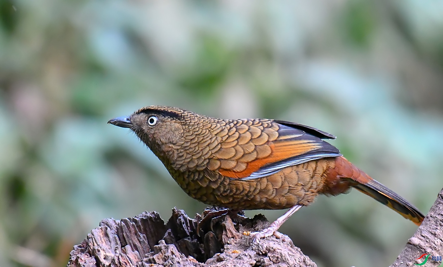 DSC_1177.jpg