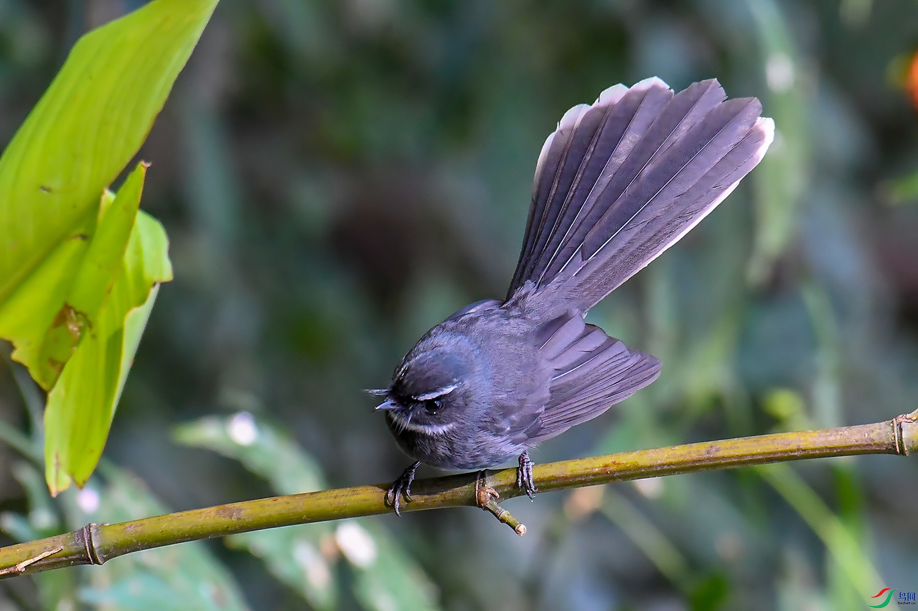 DSC_1738.jpg