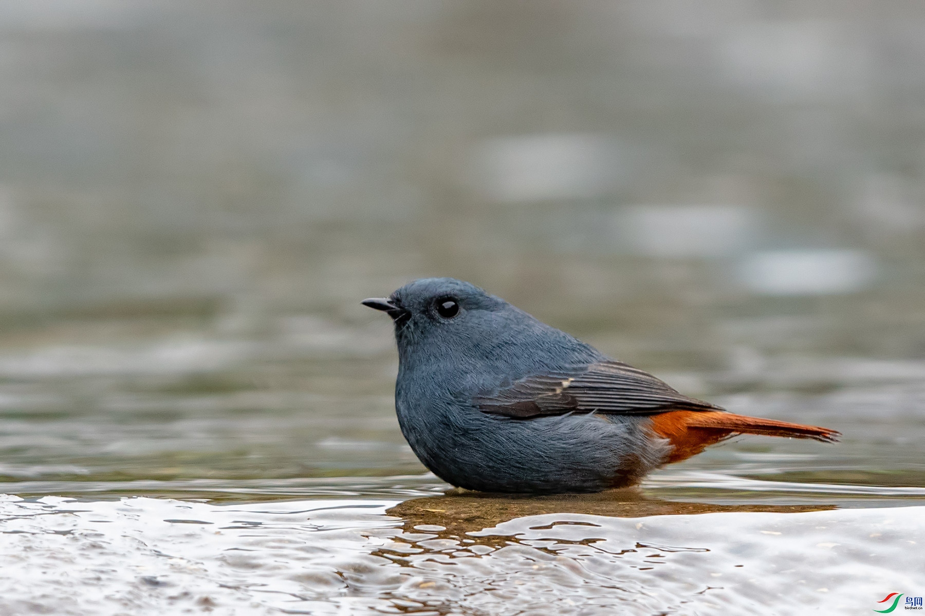 DSC_1662.jpg