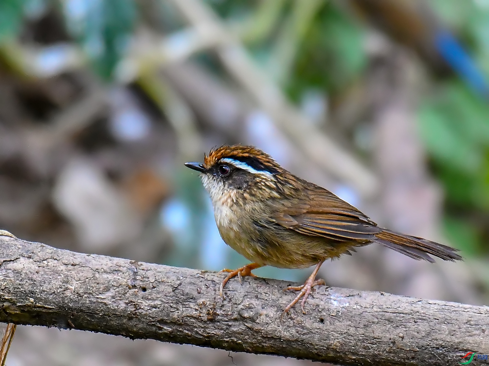 DSC_2817.jpg
