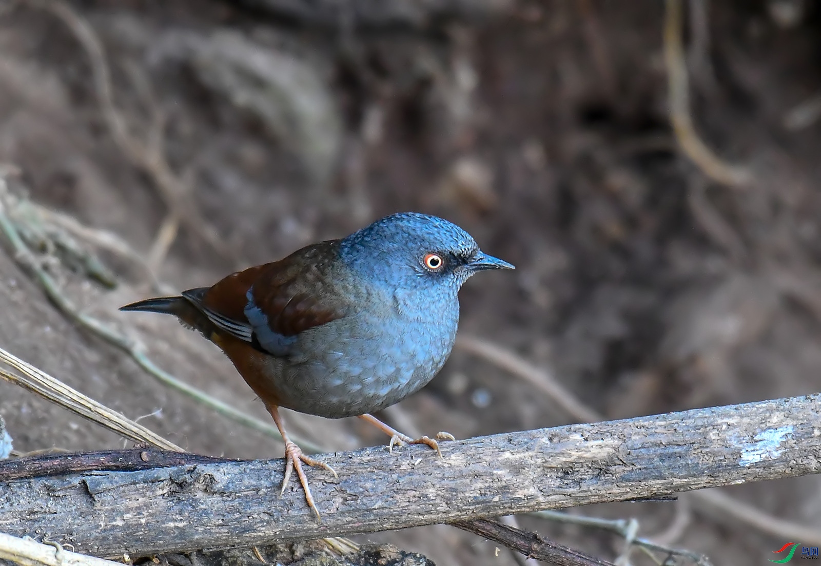 DSC_2727.jpg