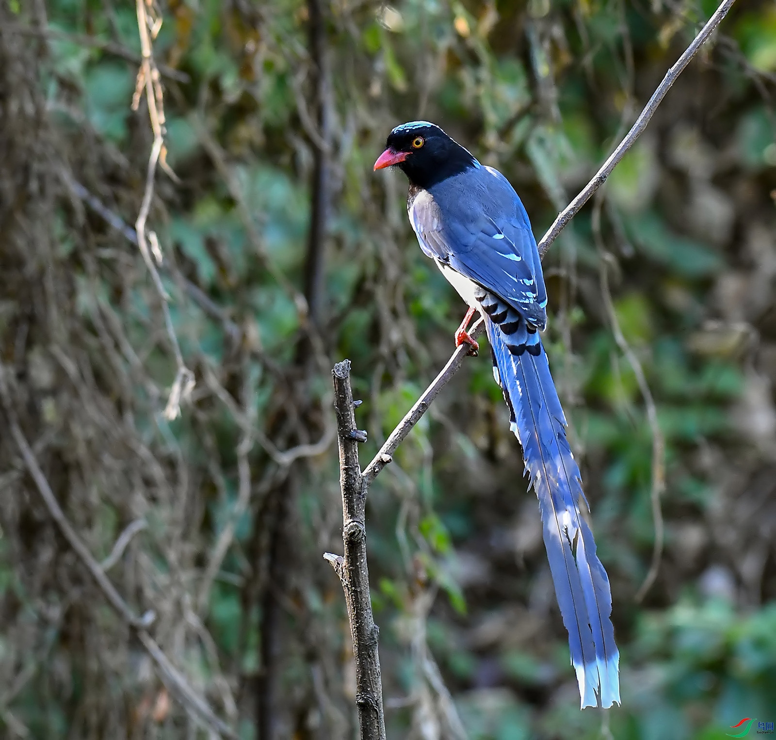 DSC_2683.jpg