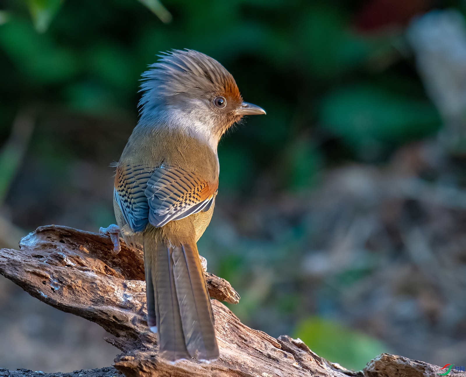 DSC_5994.jpg