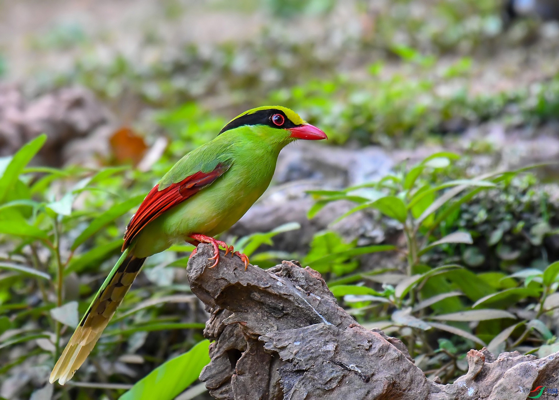 DSC_6113.jpg