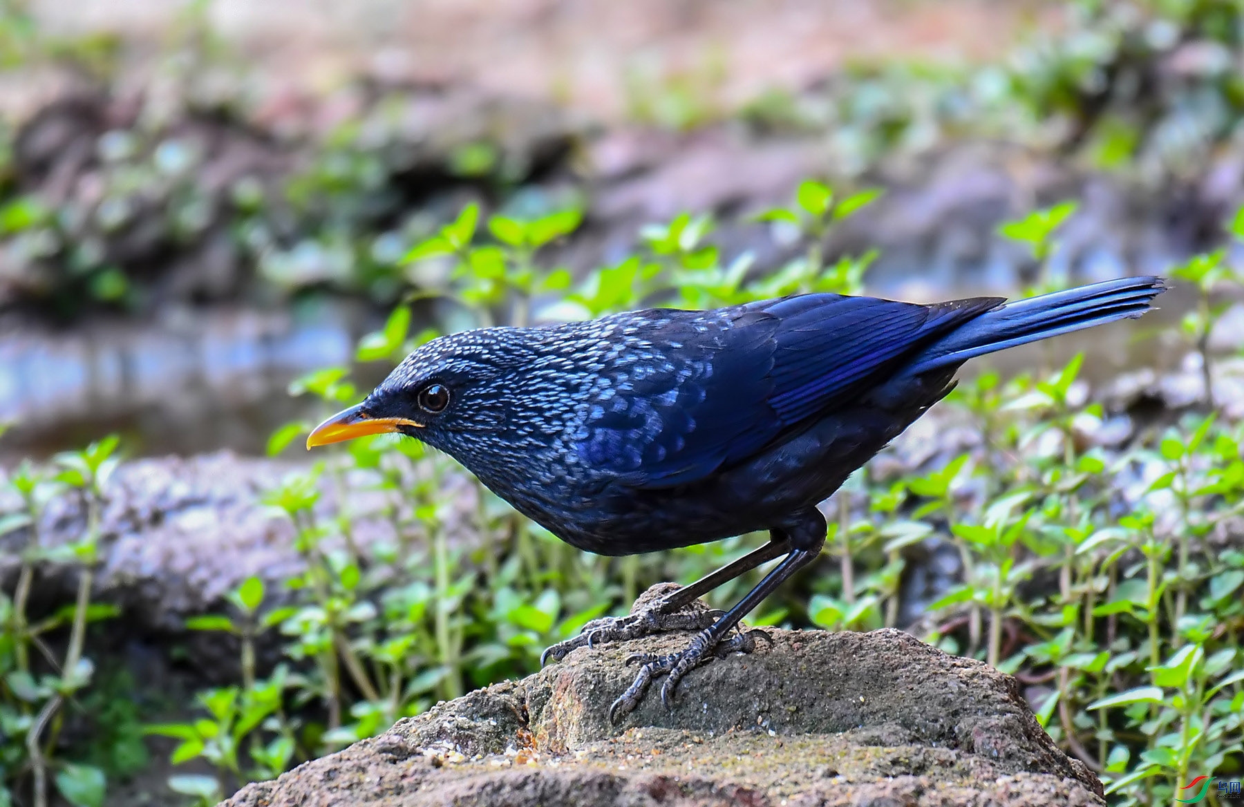 DSC_6165.jpg