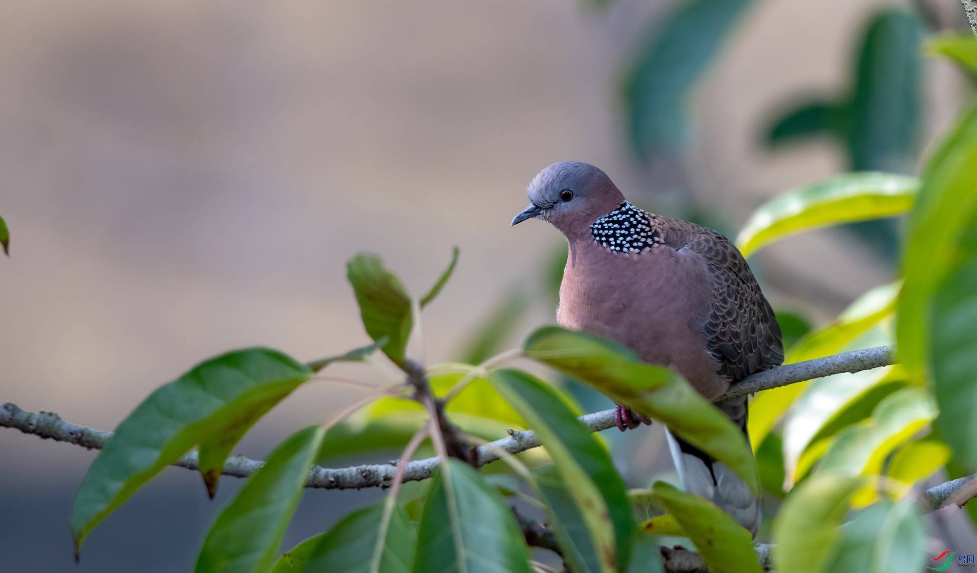DSC_7032.jpg