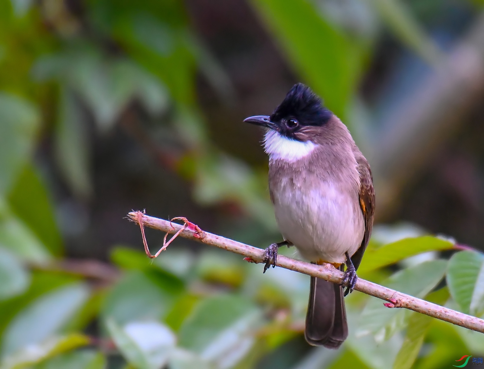 DSC_9950.jpg
