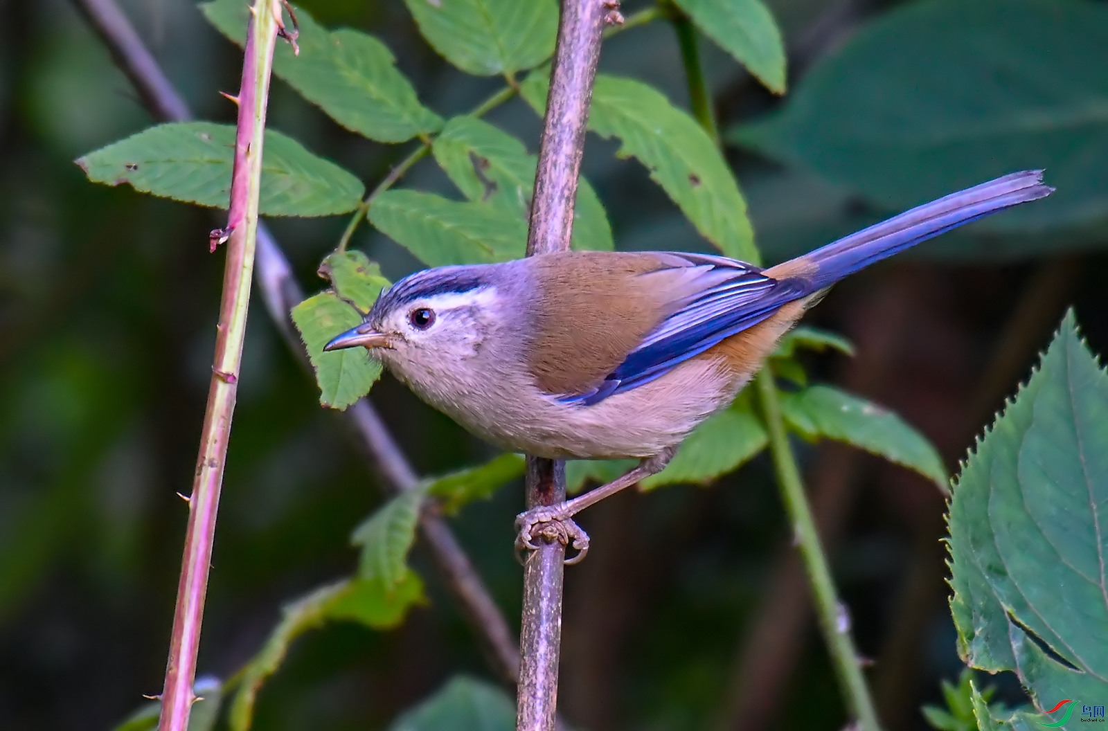 DSC_9962.jpg