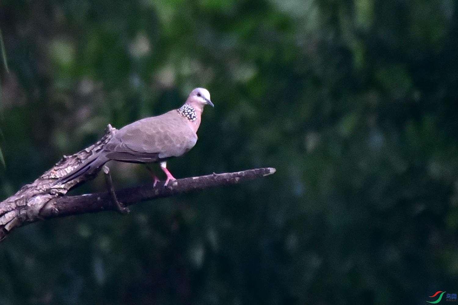 DSC_0621.JPG
