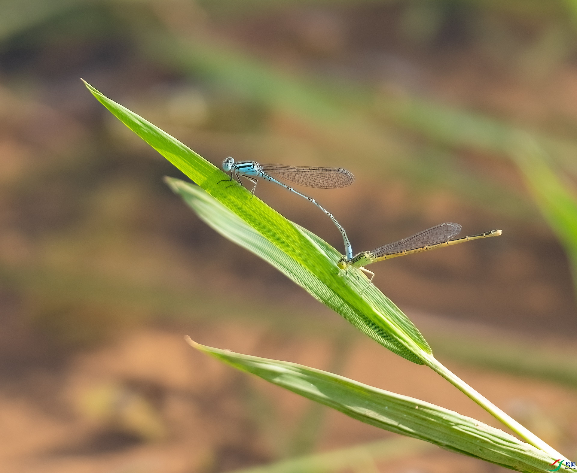 DSC_0156-1.jpg