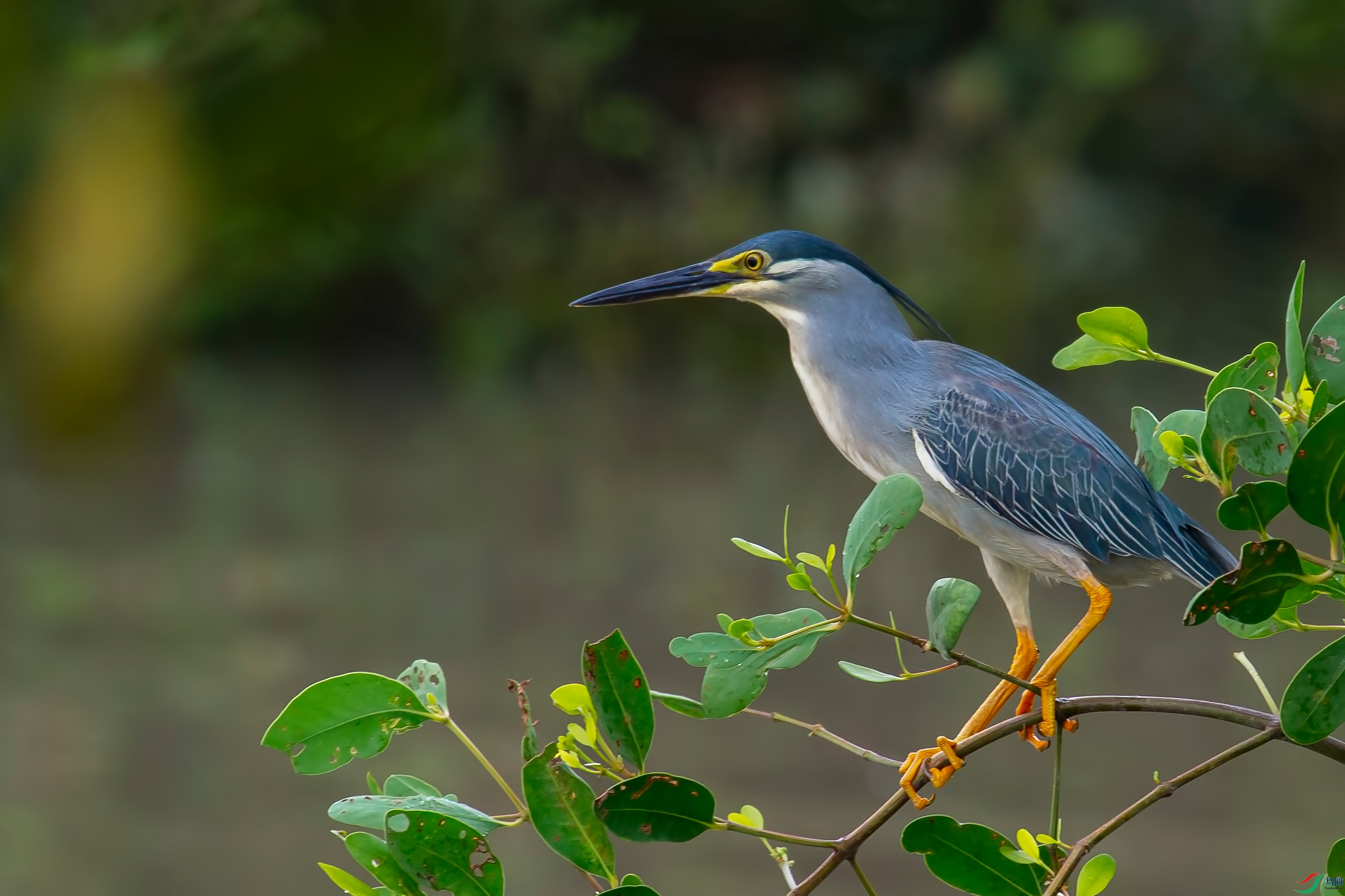 DSC_5965.jpg