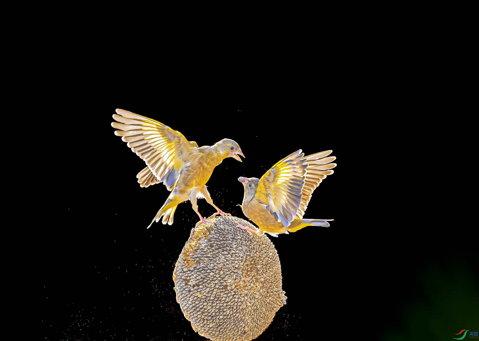 _DSC9640-1.jpg