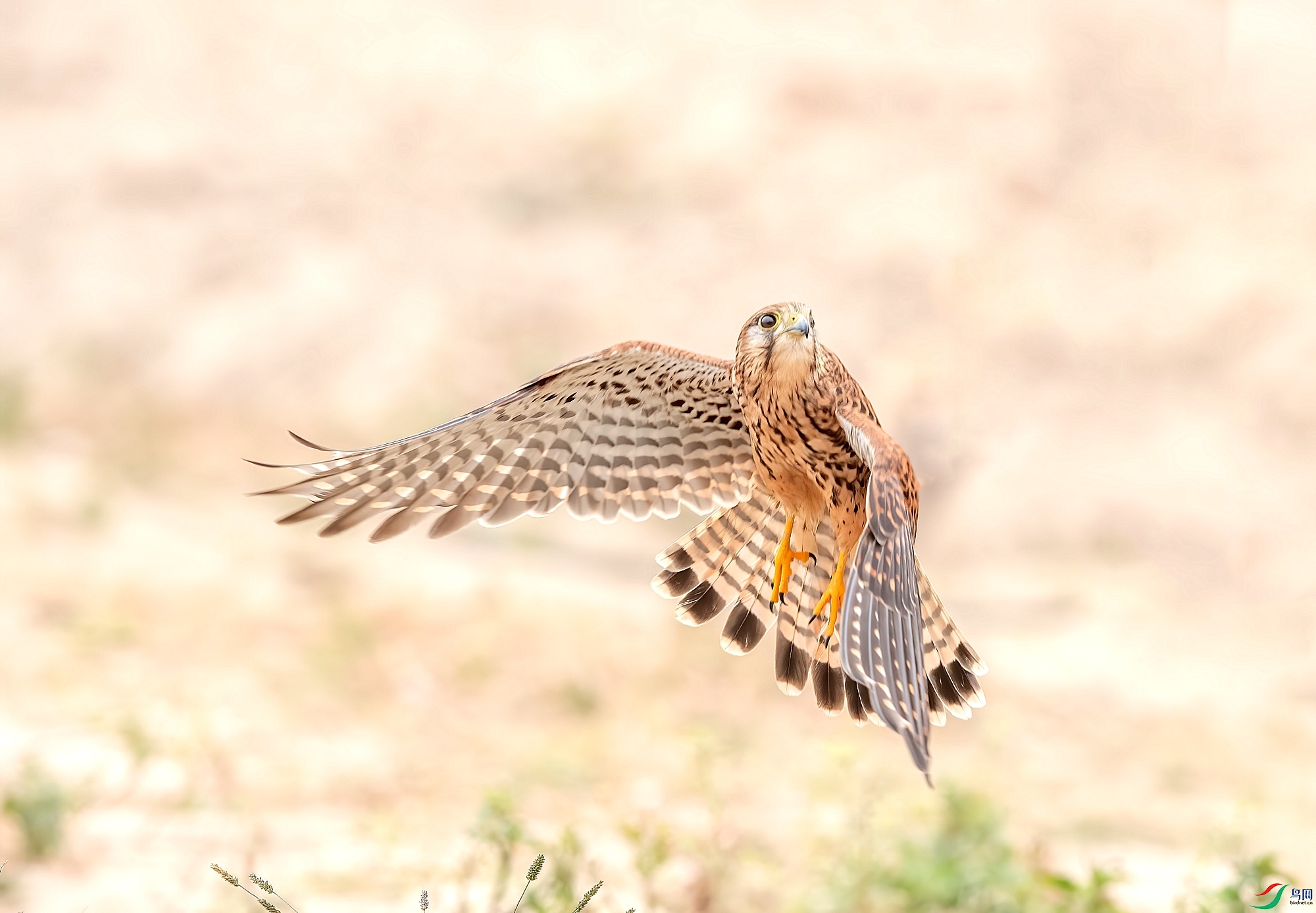 DSC_9925_����.jpg