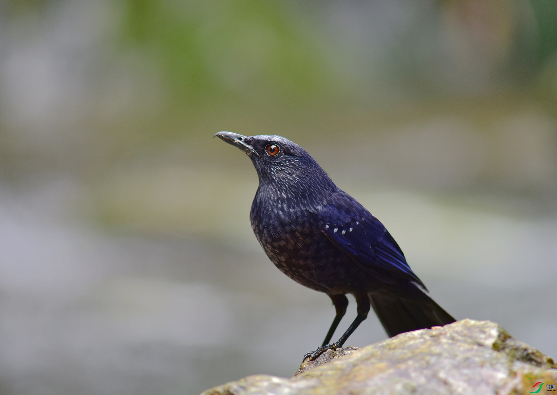 D8I_6218.jpg