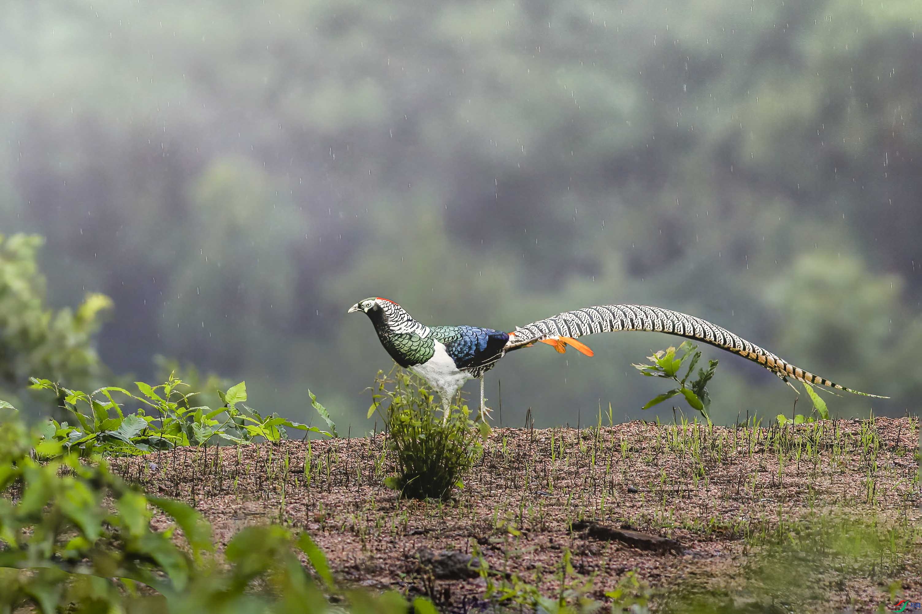 �׸�����