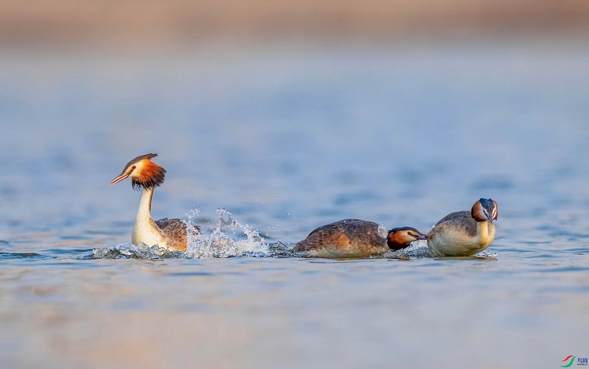 ��Ϊ����