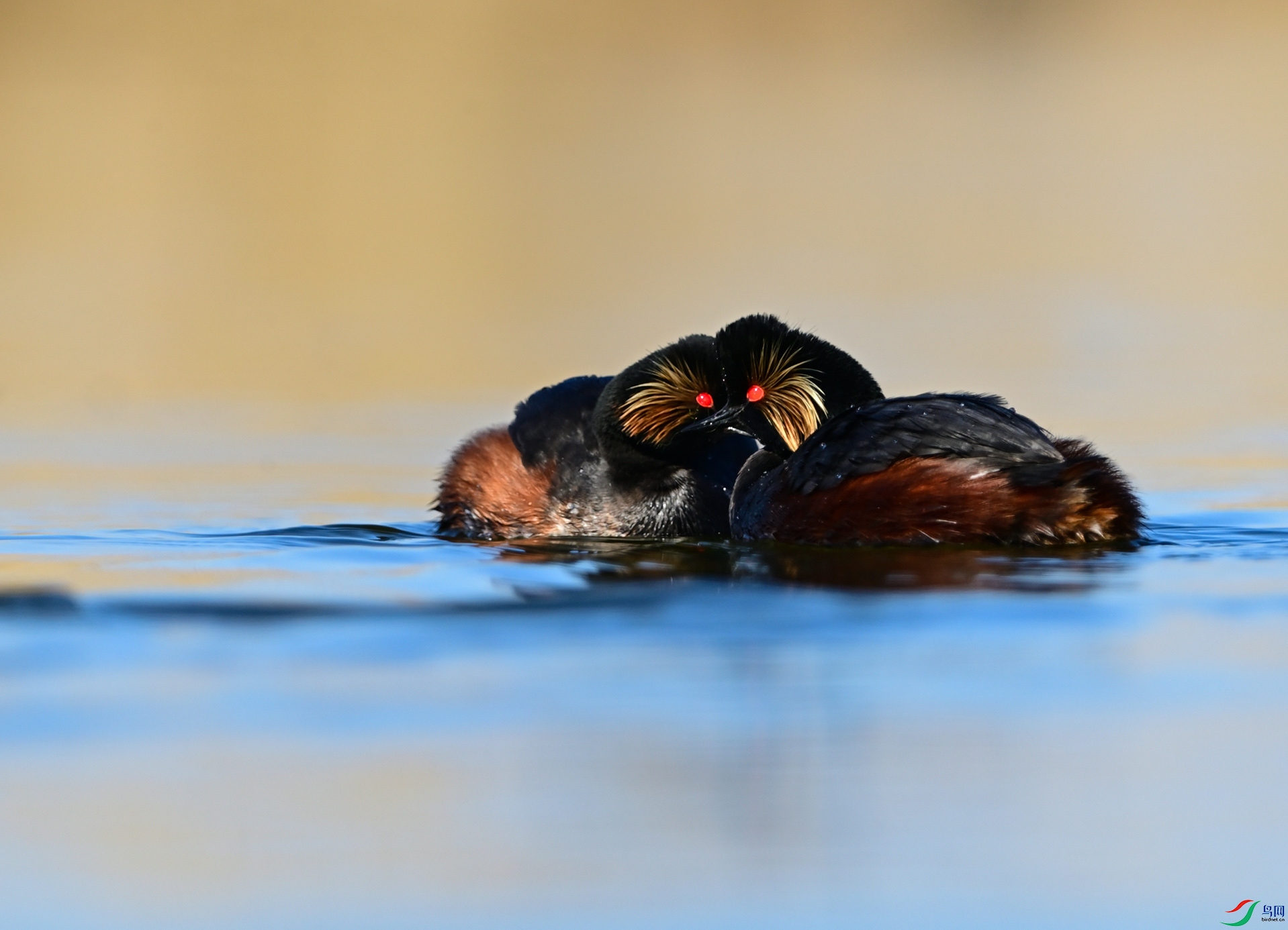 �����黰˵����