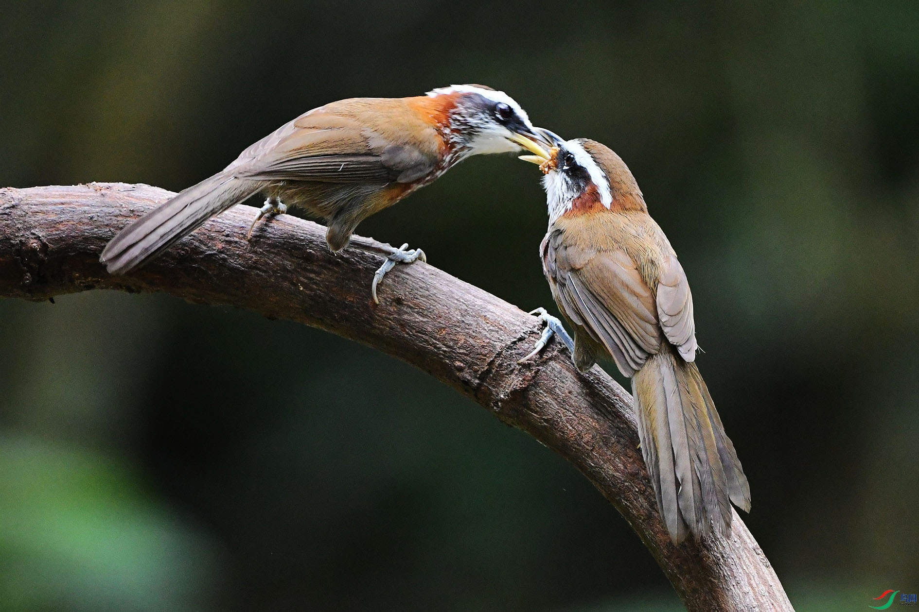 NIKON D5001403_����.jpg