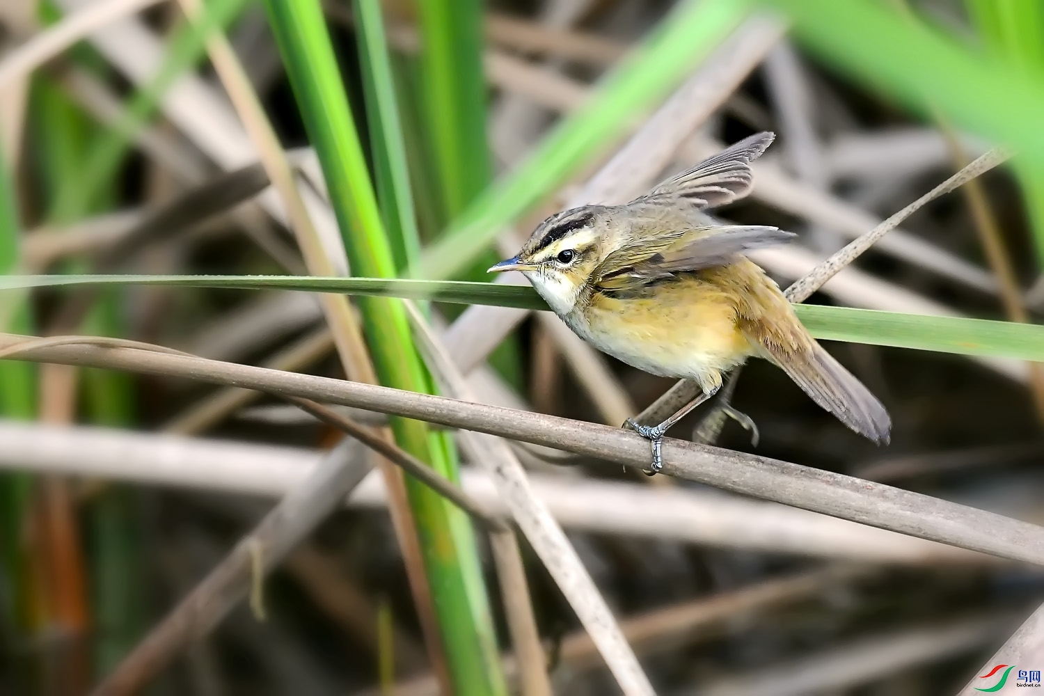 DSC_7235.jpg