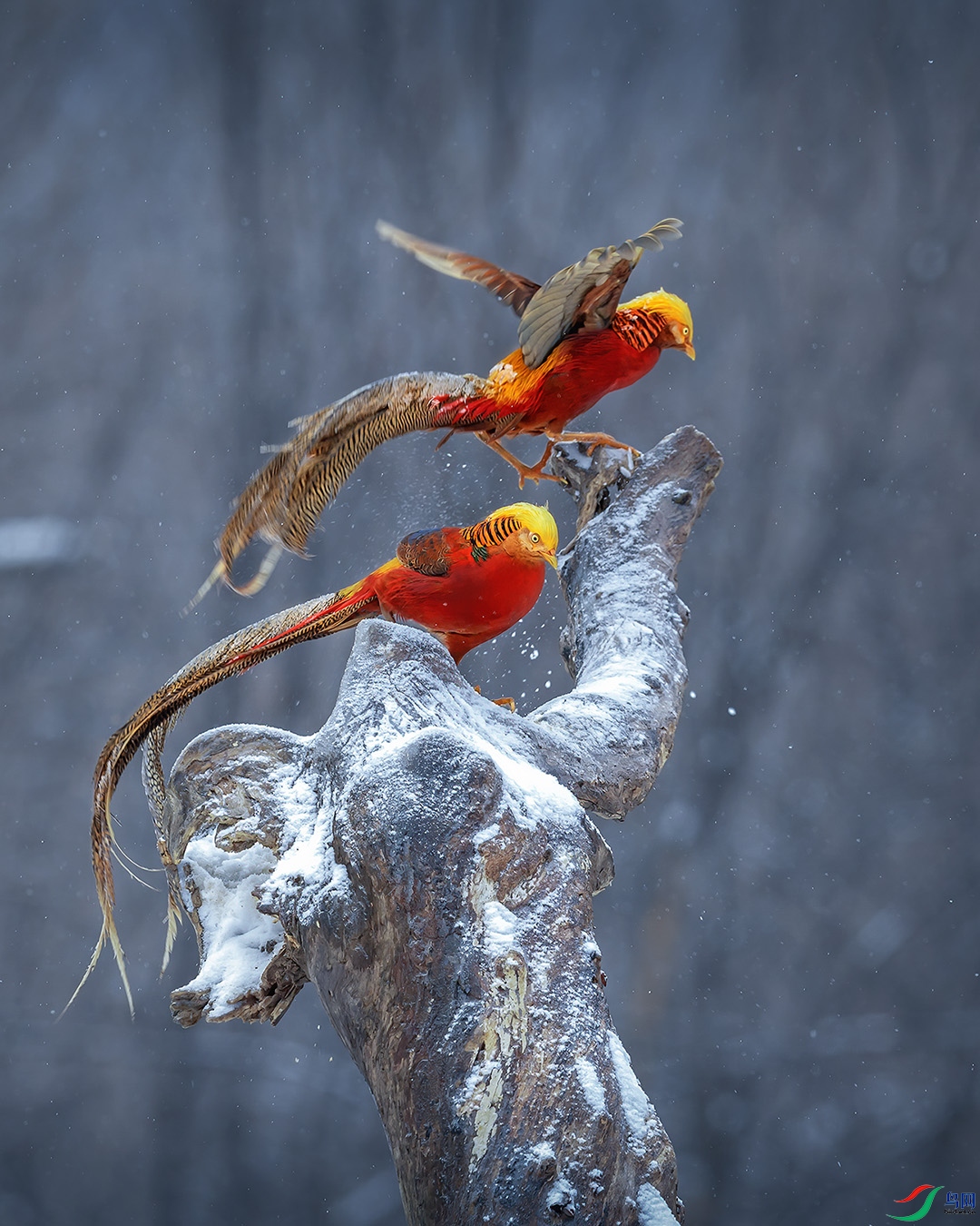 �����������ϴ塣