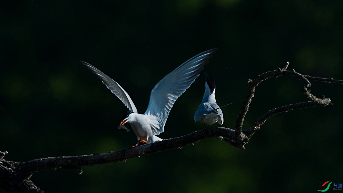 DSC_7947 - ����.jpg