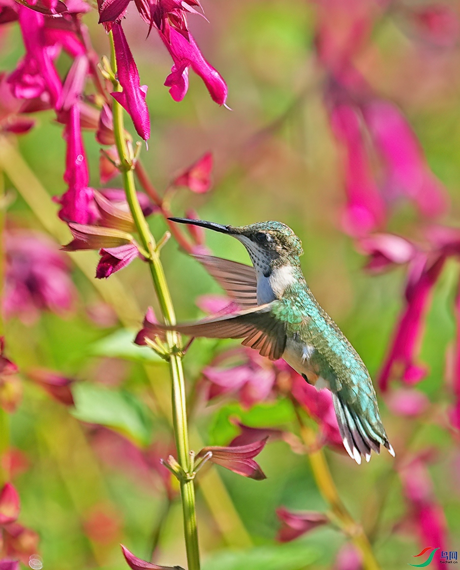 DSD07228----.jpg