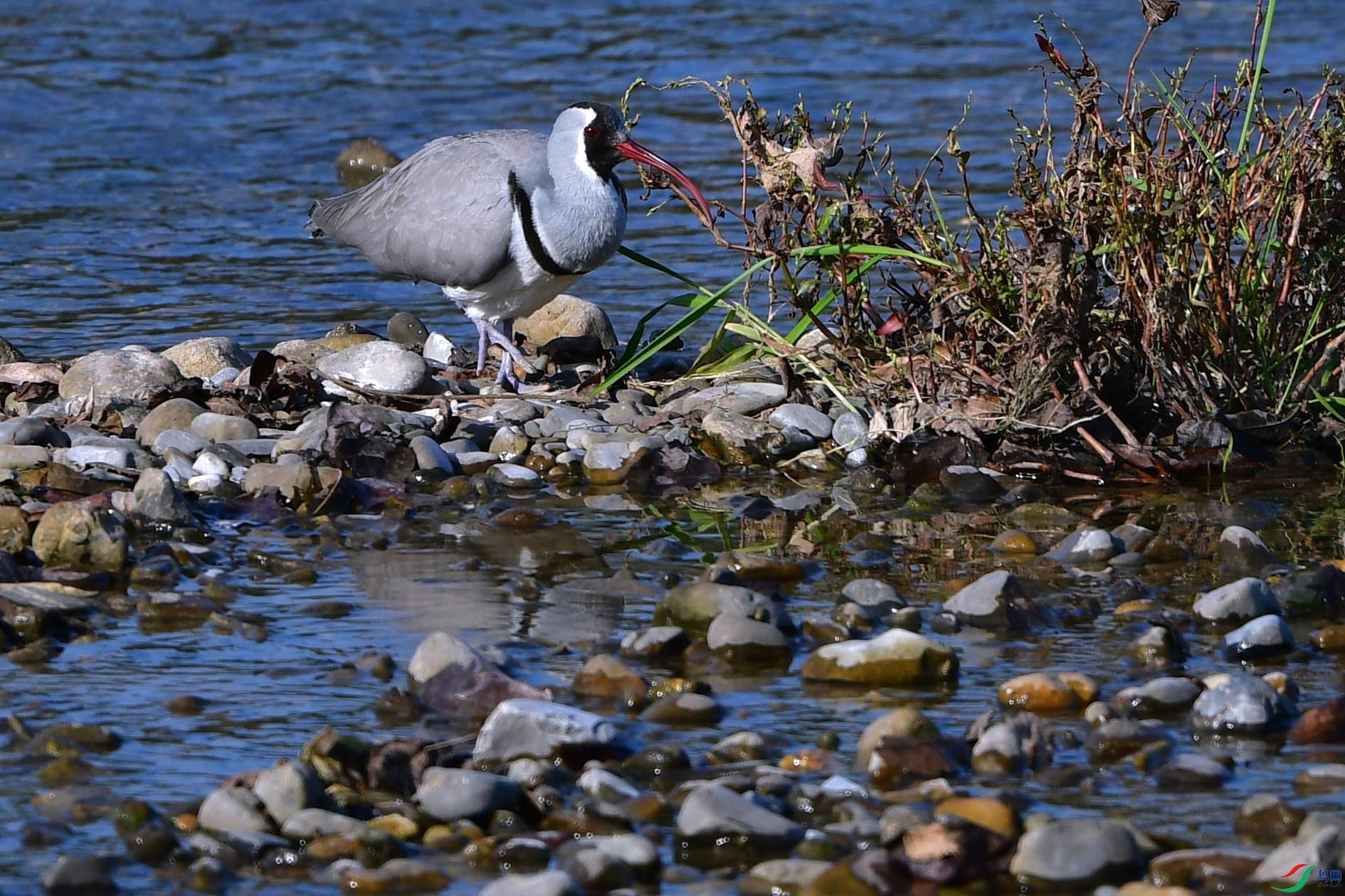 DSC_6651_����.jpg