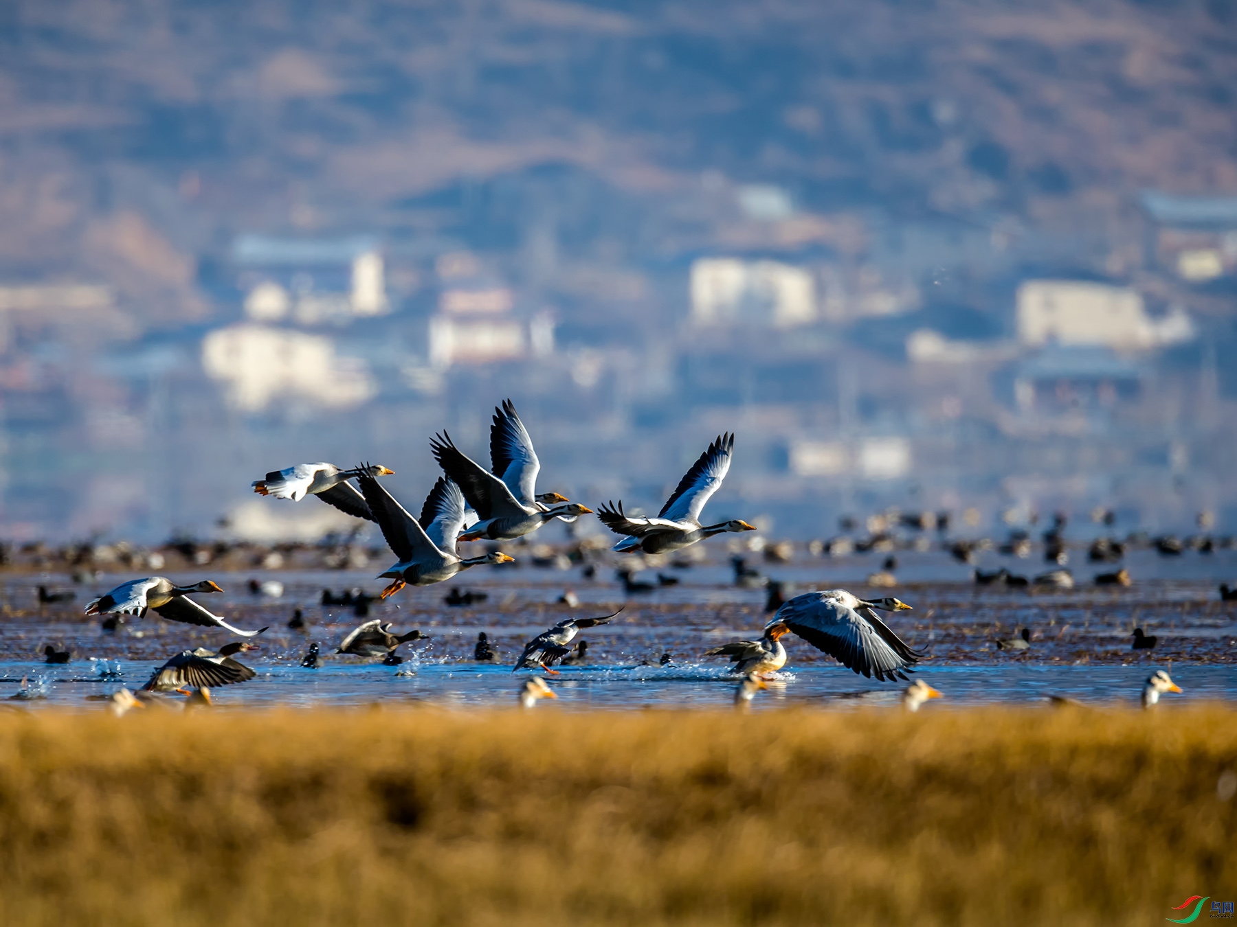 _U5I6062.jpg