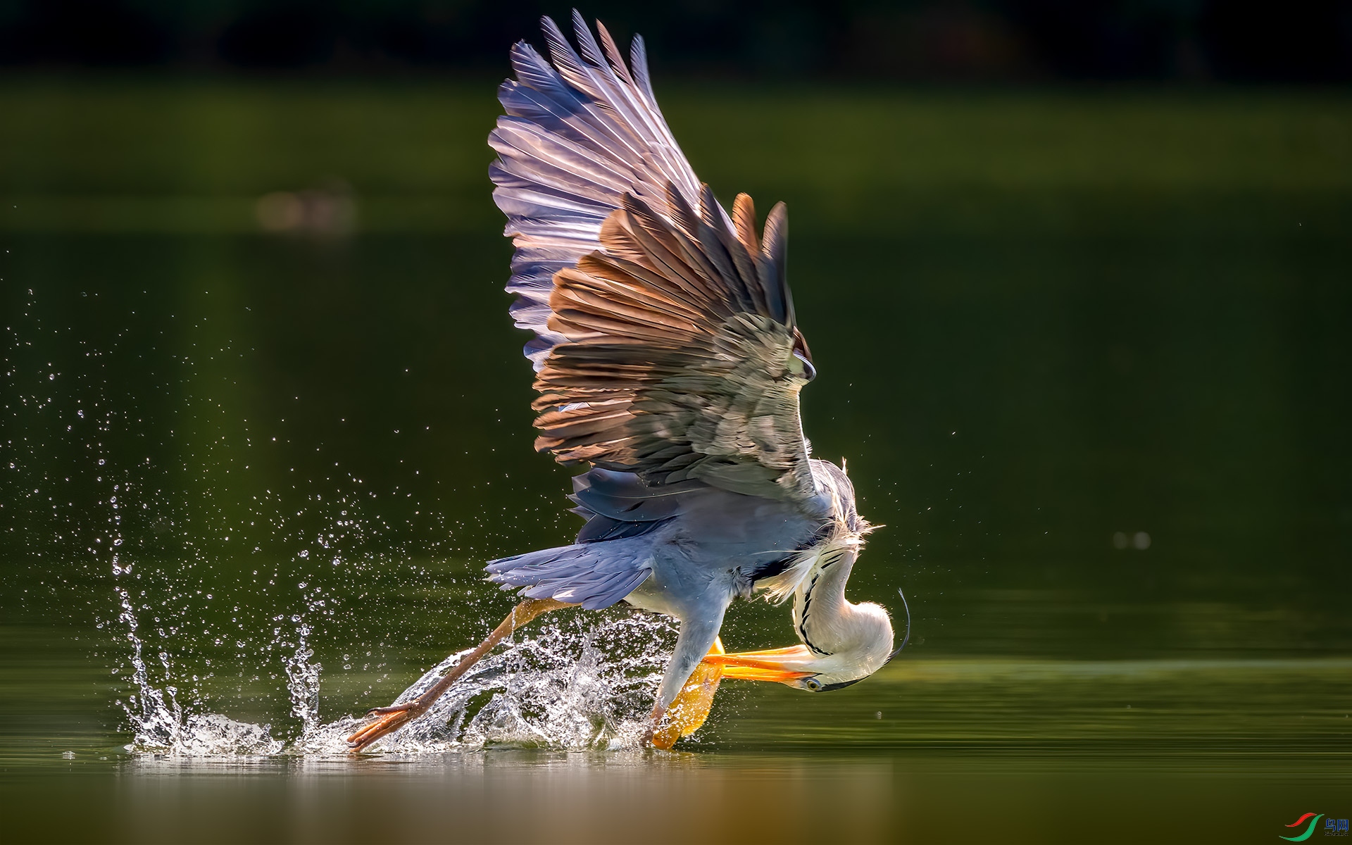 DSC_6080-B.jpg