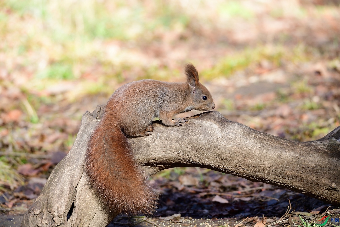 DSC_8076.jpg