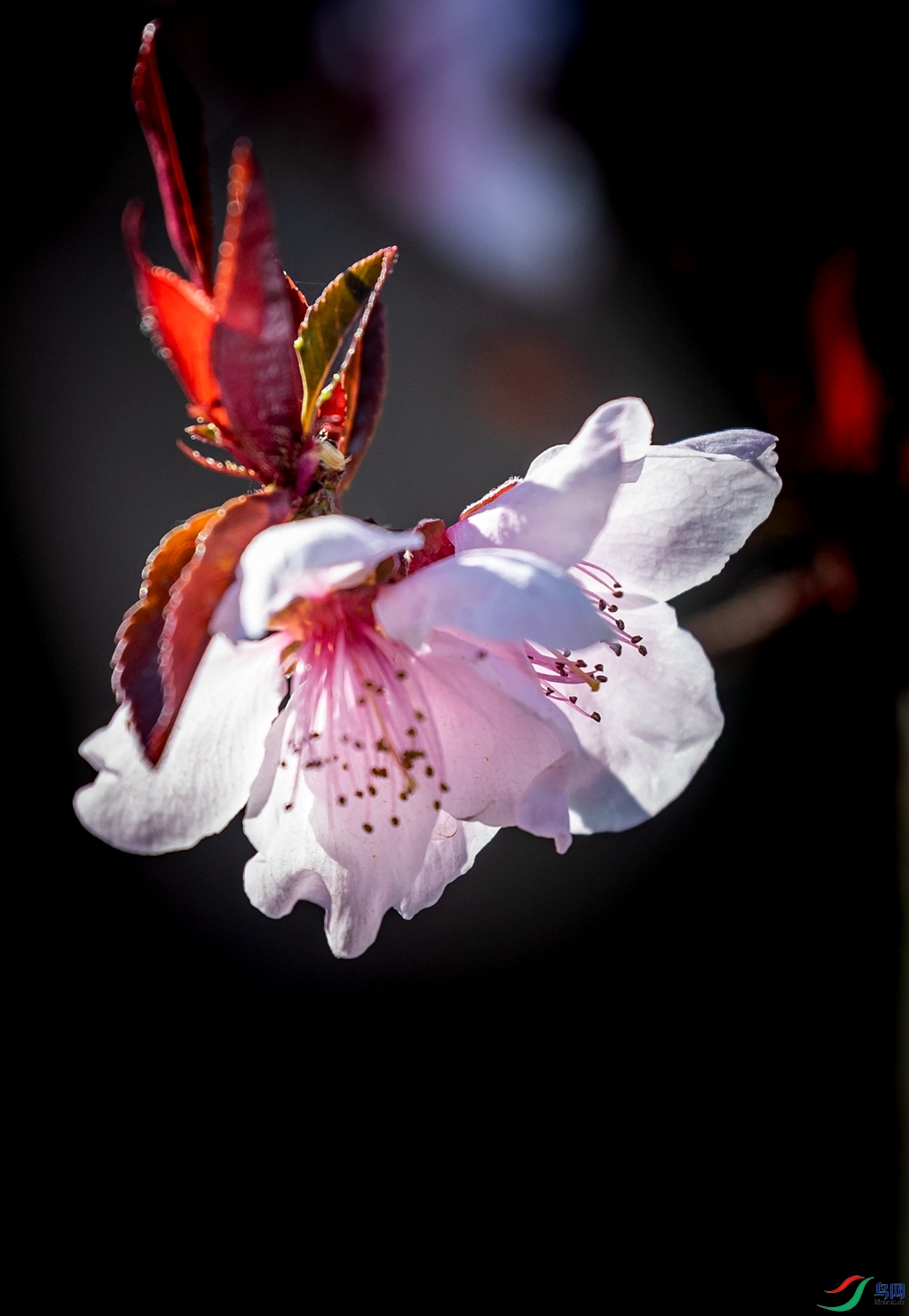 _DSC2931.jpgps1_����.jpg