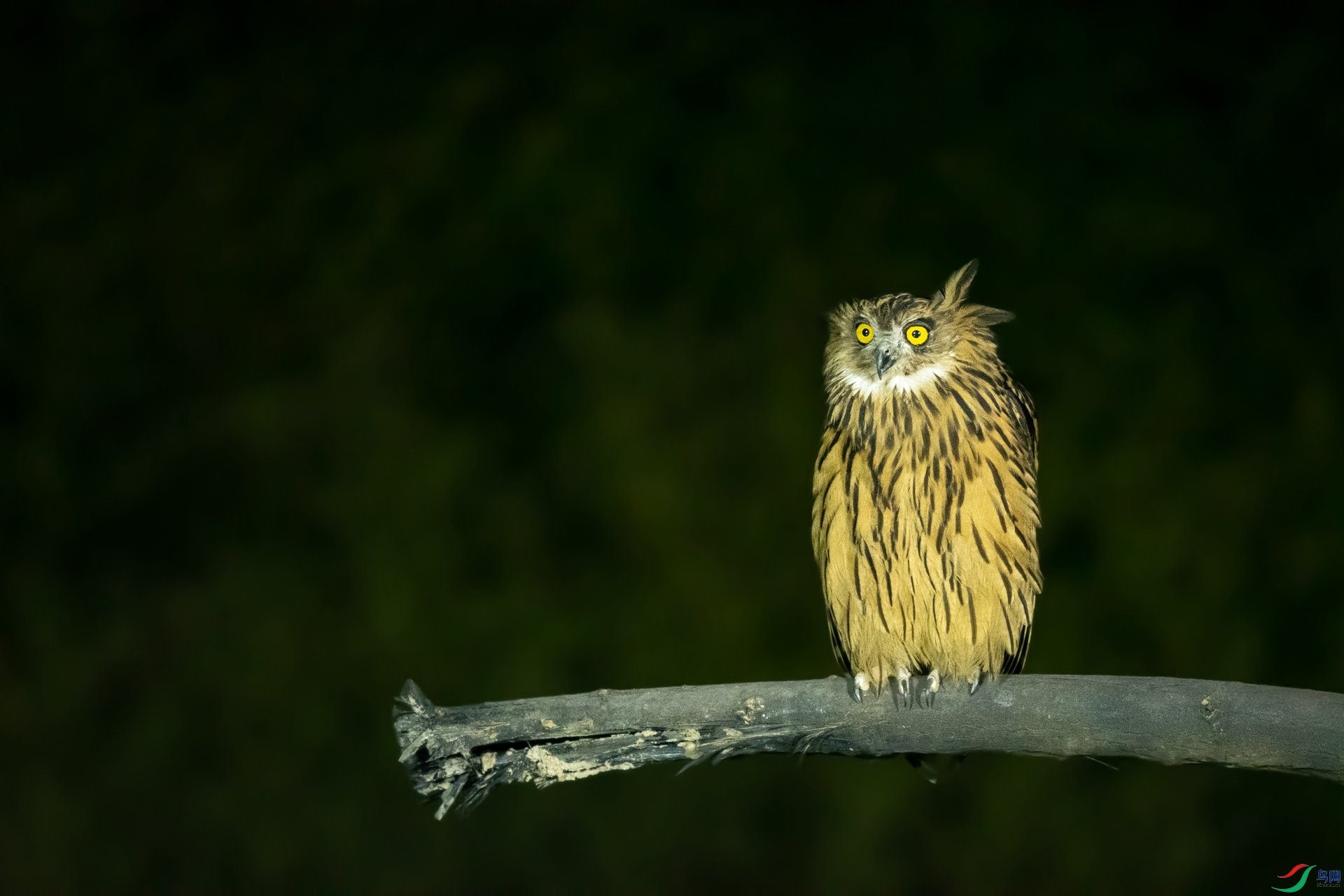 ���ȝO�^_DSC8524-1.jpg