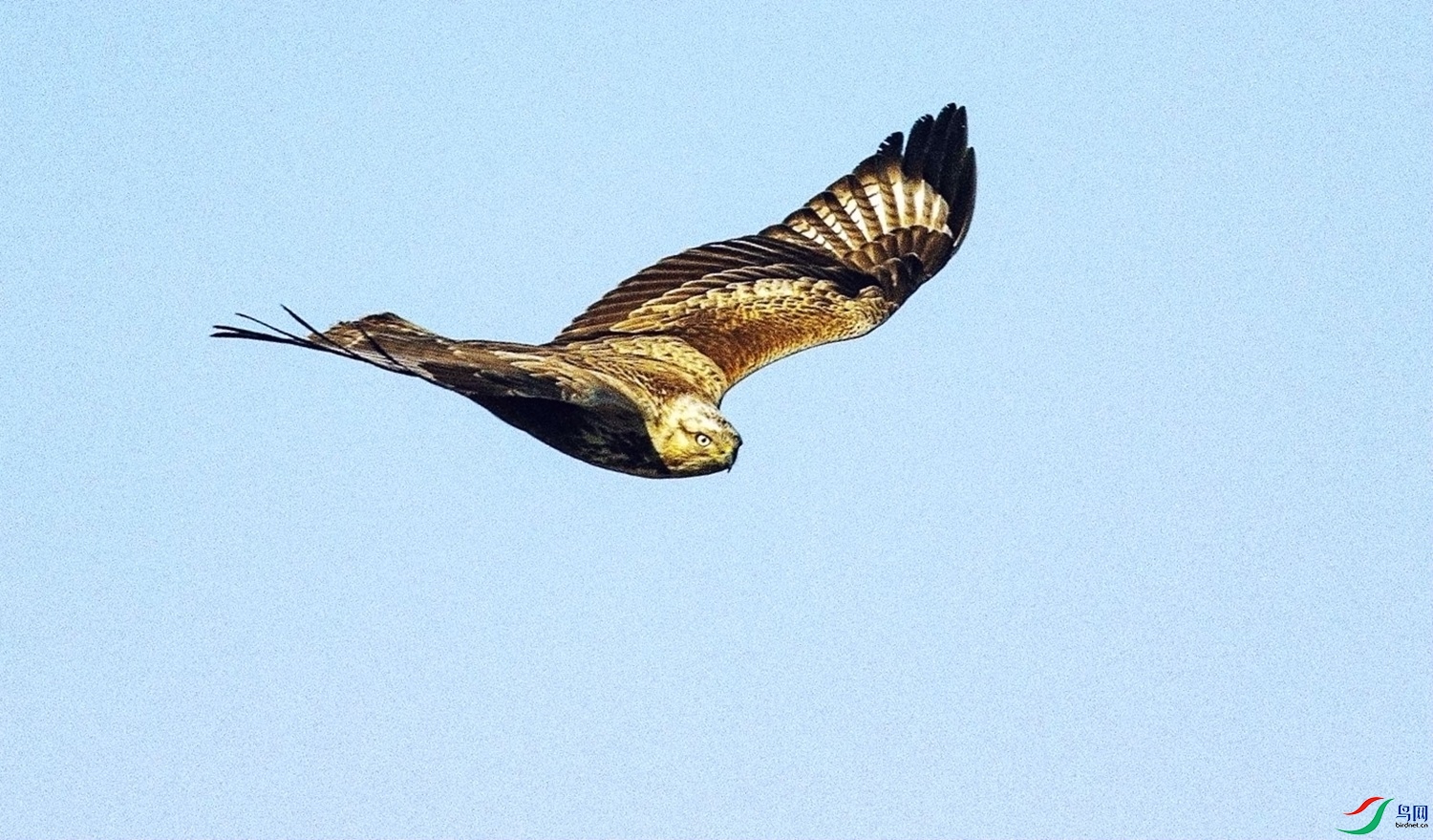 ��Ұ��ӥ  (1).jpg